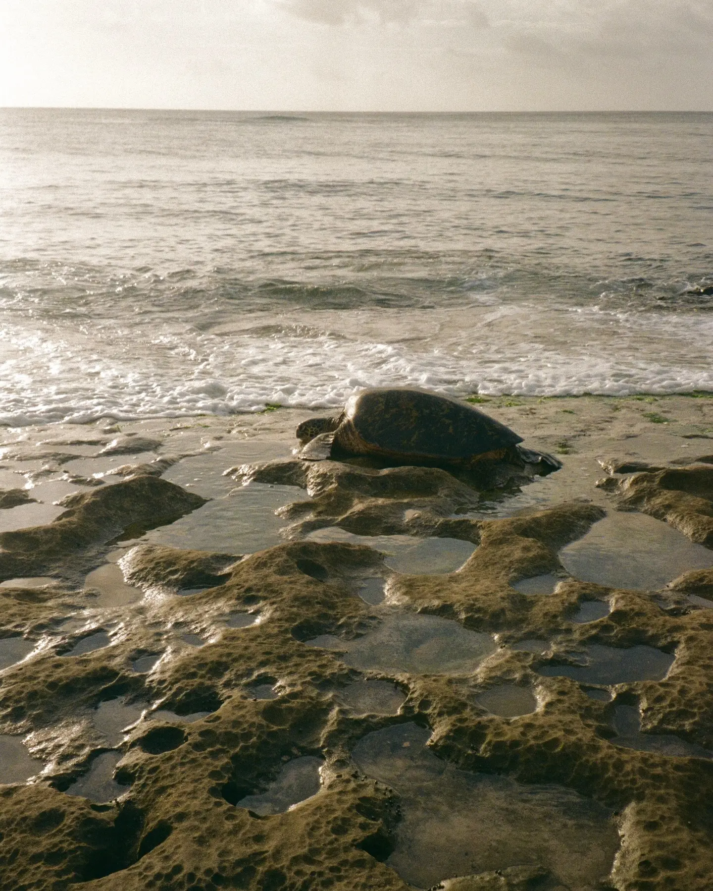 A sea turtle resting on coastal rocks beside the water